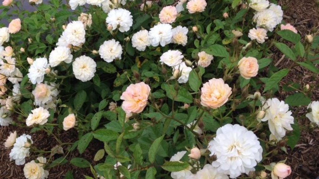 Iniziative di Santa Caterina Onlus